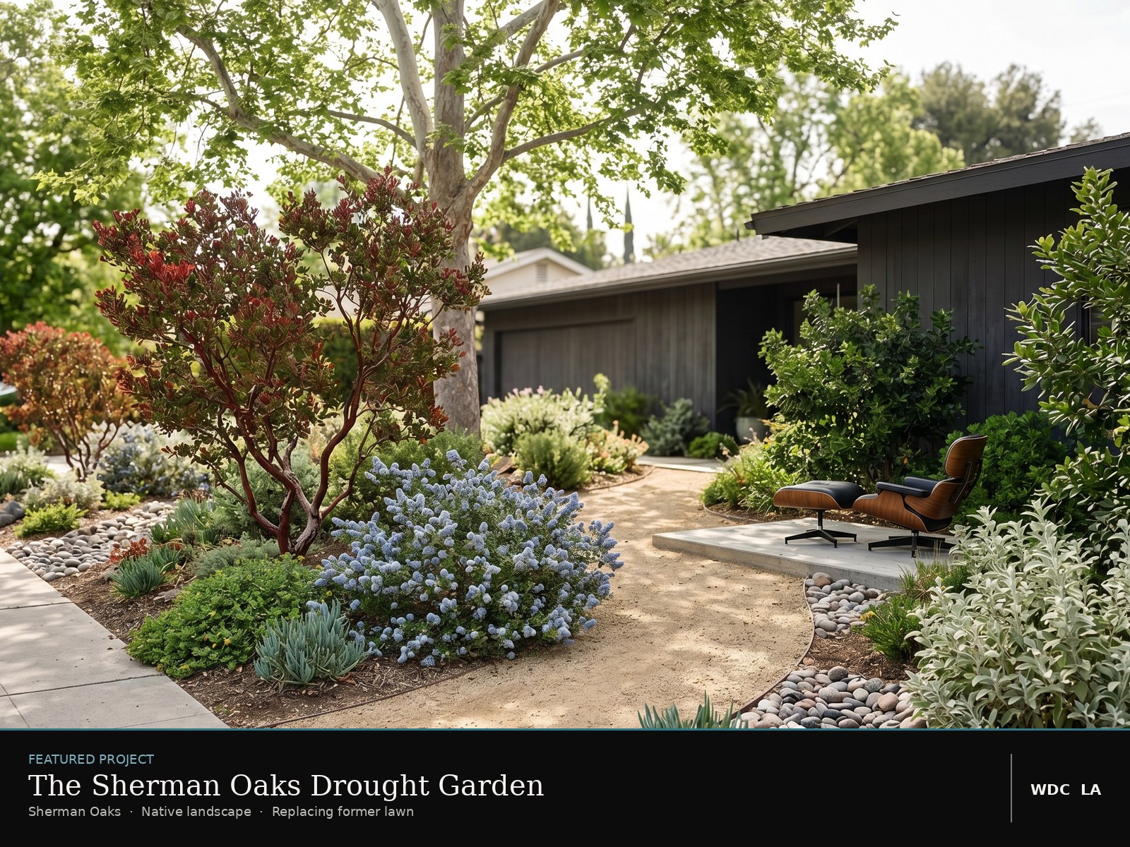 Sherman Oaks drought garden — WDC landscape